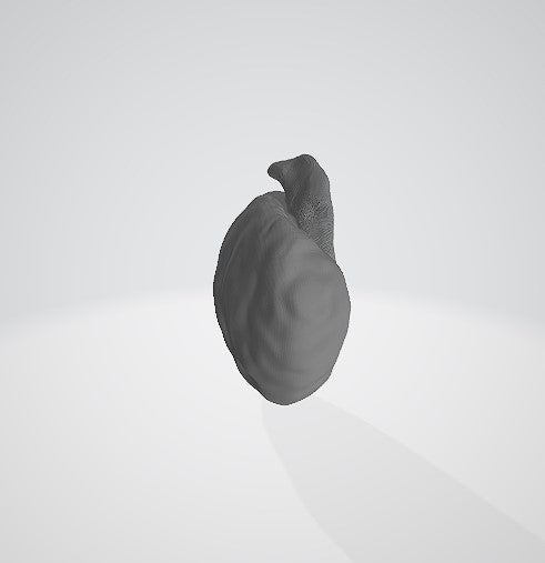 Anphidinium carterae 3D