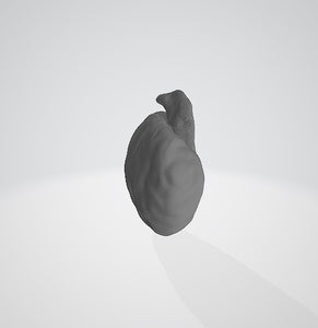 Amphidinium cartae 3D (for US universities)