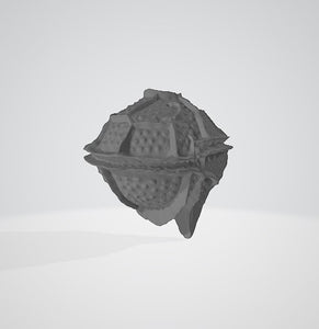 Amphidinium cartae 3D (for US universities)