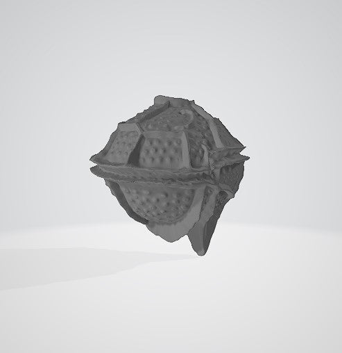 Amphidinium cartae 3D (for US universities)