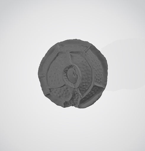Pyrodinium bahamense 3D (model 1)