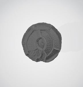 Amphidinium cartae 3D (for US universities)