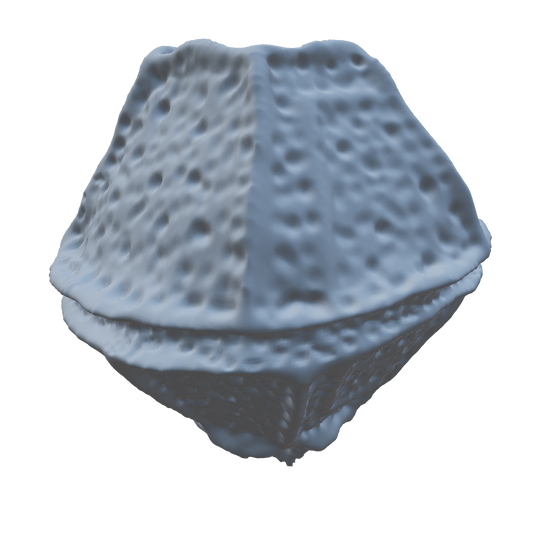Lingolodinium polyedra 3D