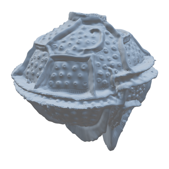 3D model of the Pyrodinium bahamense