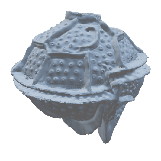 3D model of the Pyrodinium bahamense